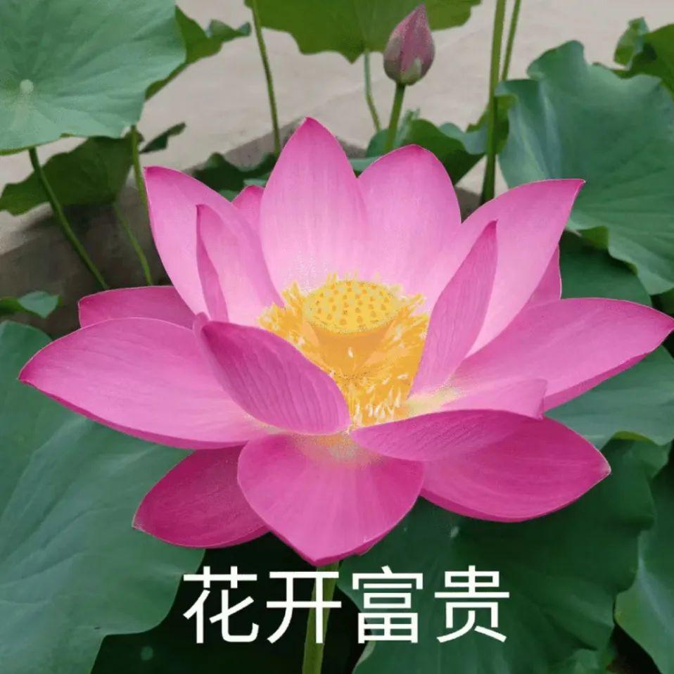 富贵喵