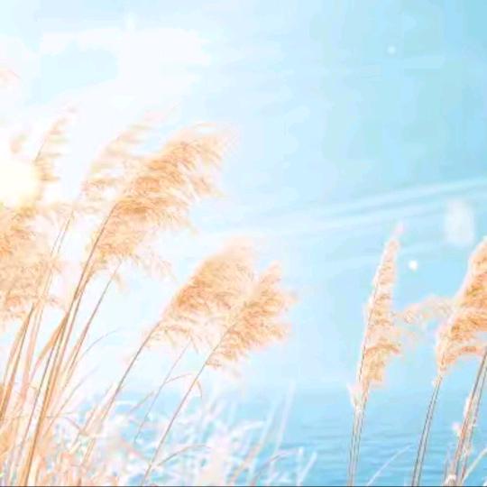 拂尘
