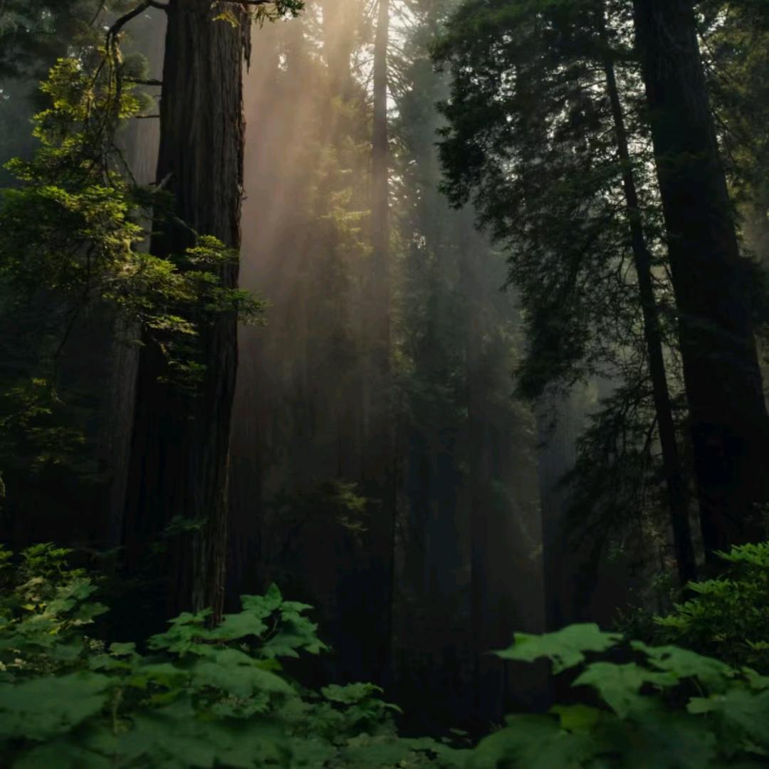 在山里当猴子大王