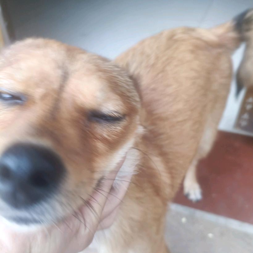 恋