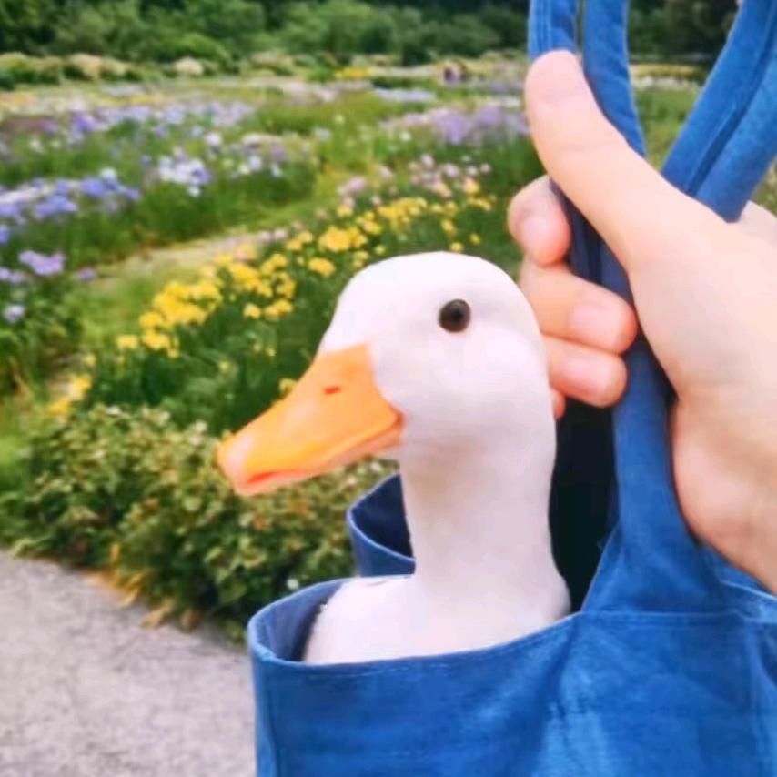 安安不想静静