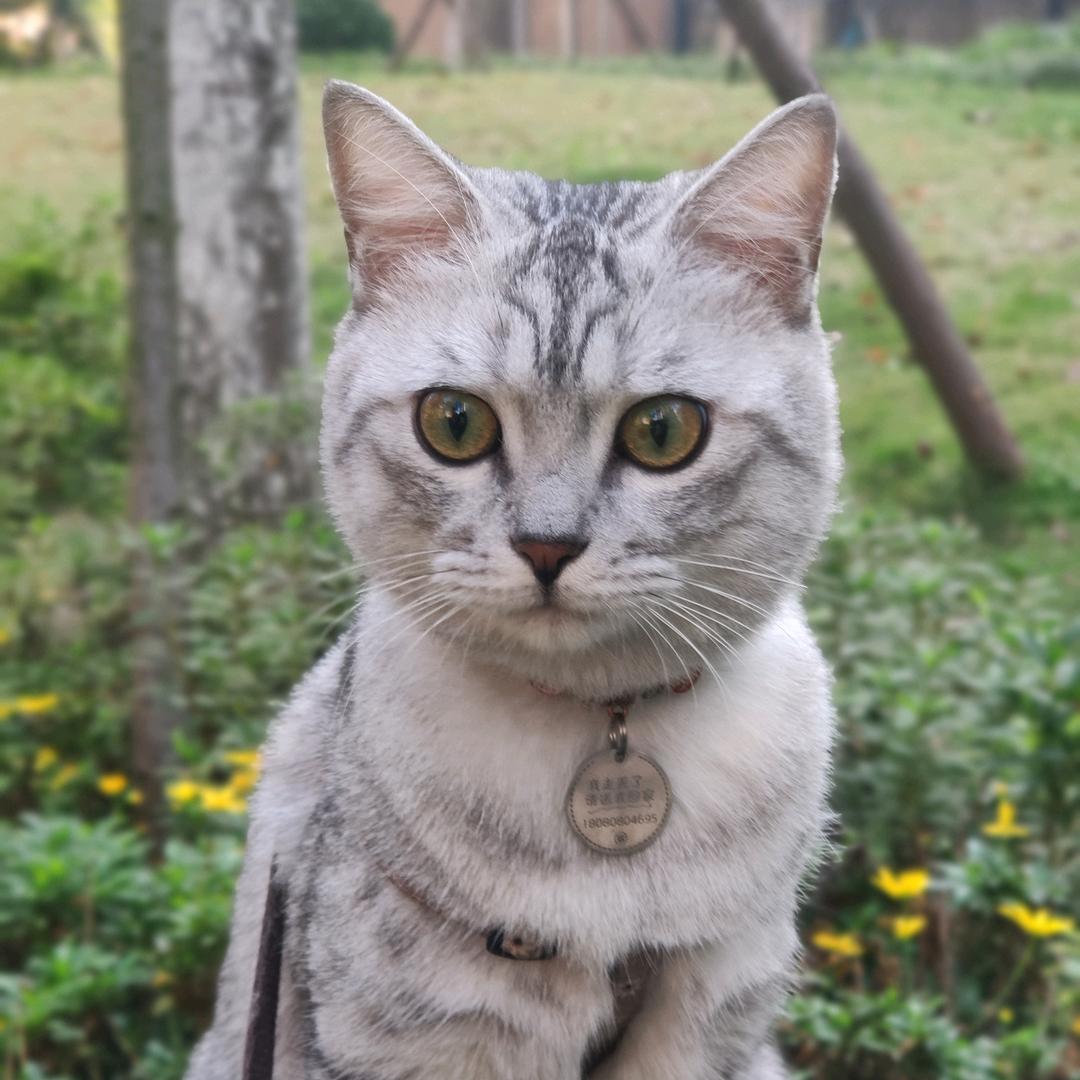 春风桃花醉