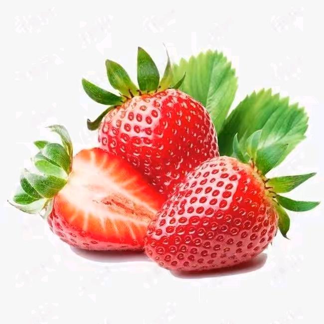 织金鑫农草莓朱哥