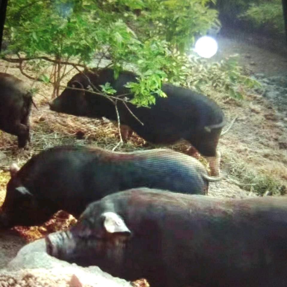 阿拉农家猪🐷（华庭菜市场）
