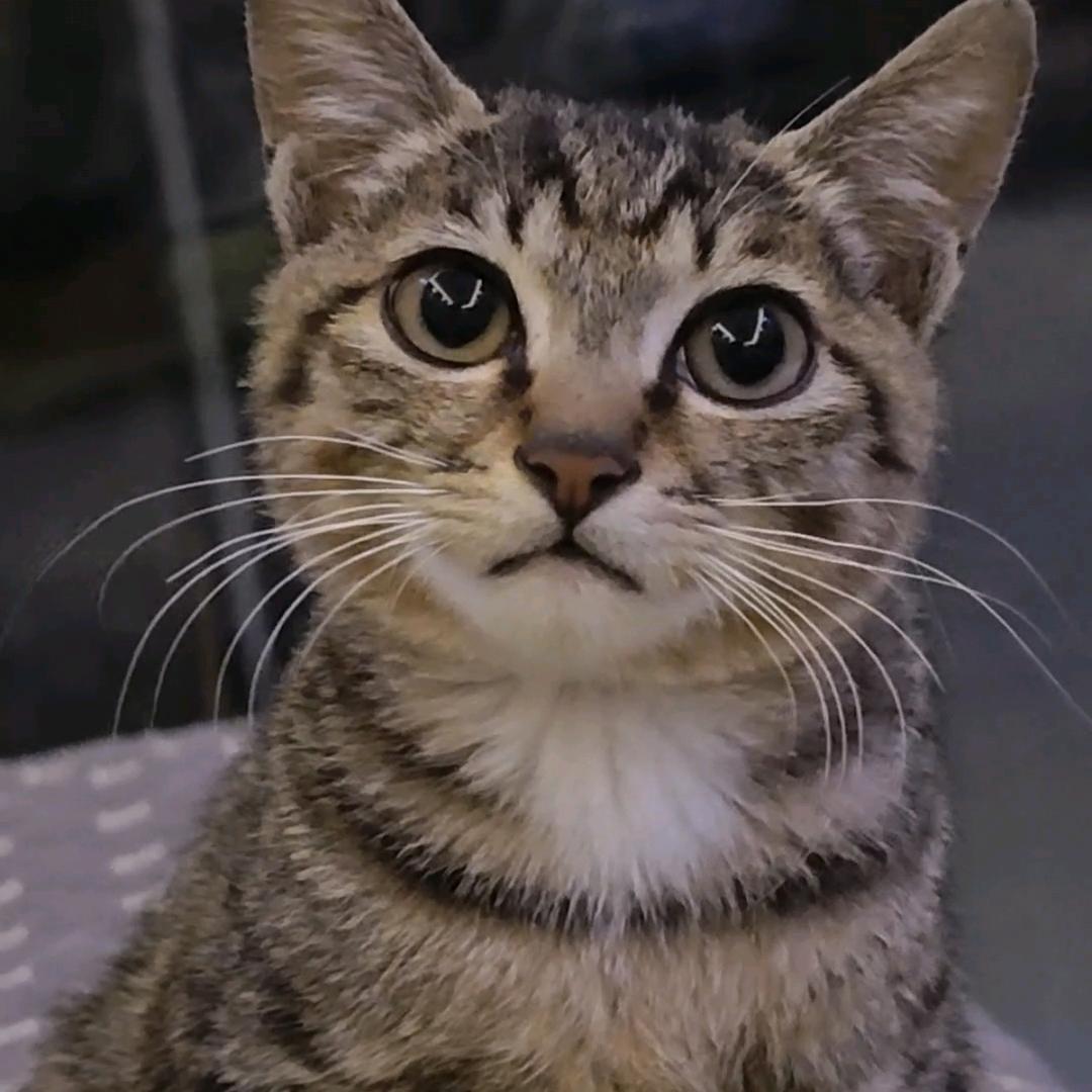 猫喵