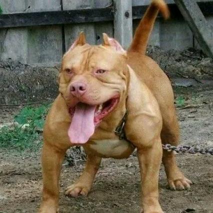 金启猛犬基地