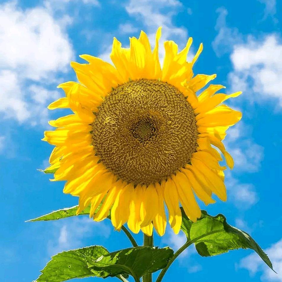 🕊꯭᭄陽ꦿᩚ光ོ࿐ᩚ