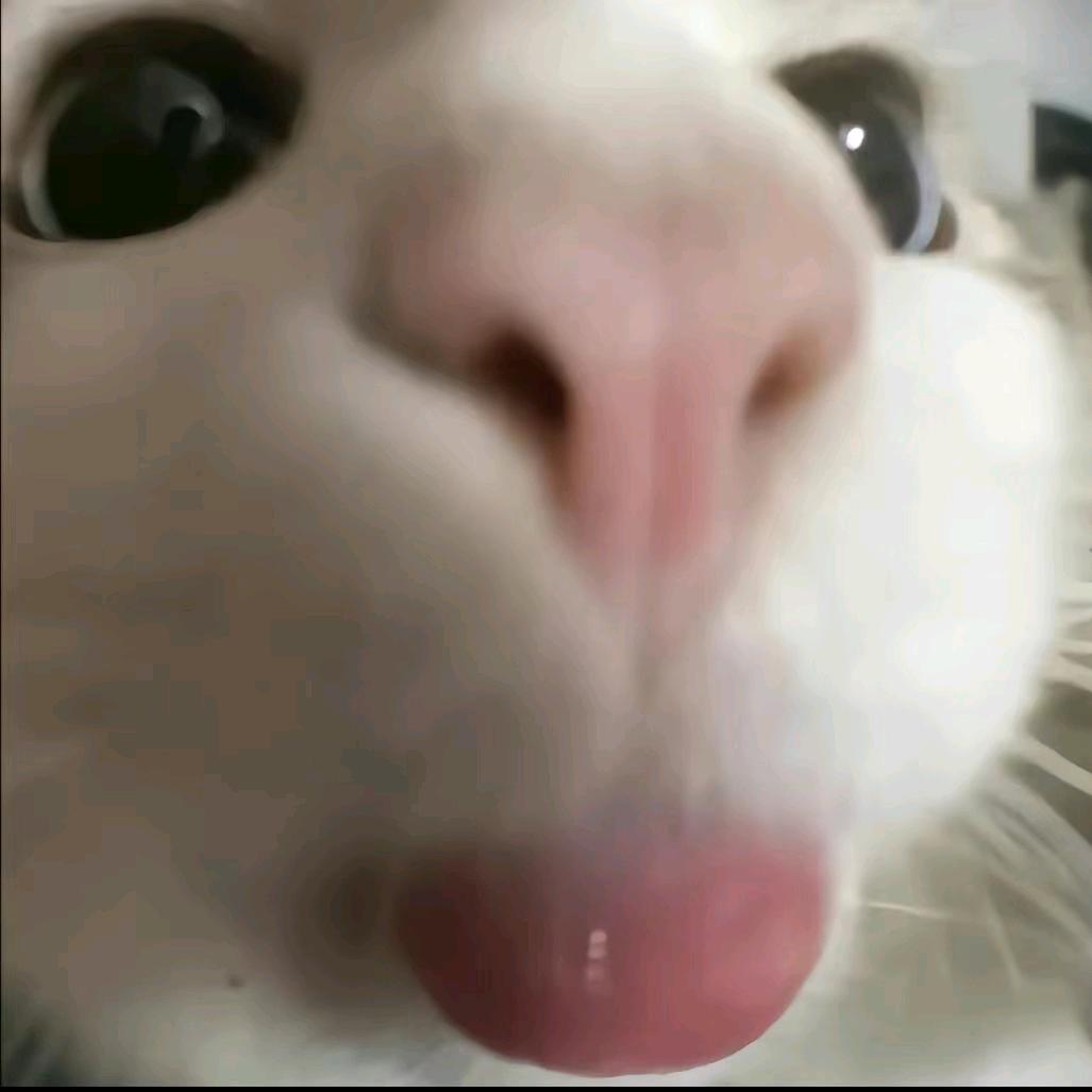 摆烂闲鱼🐟