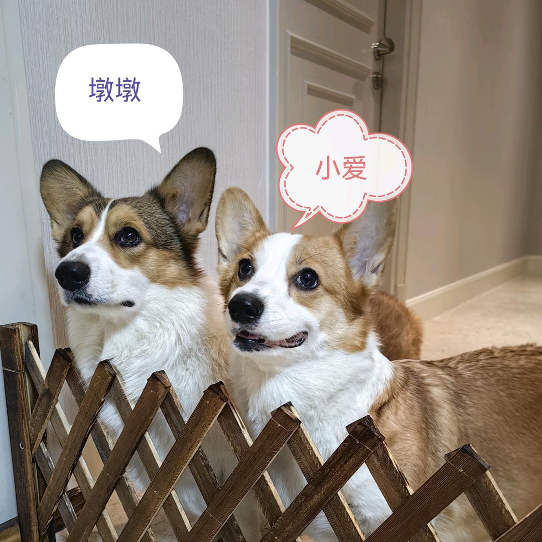 柯基墩墩与媳妇小艾