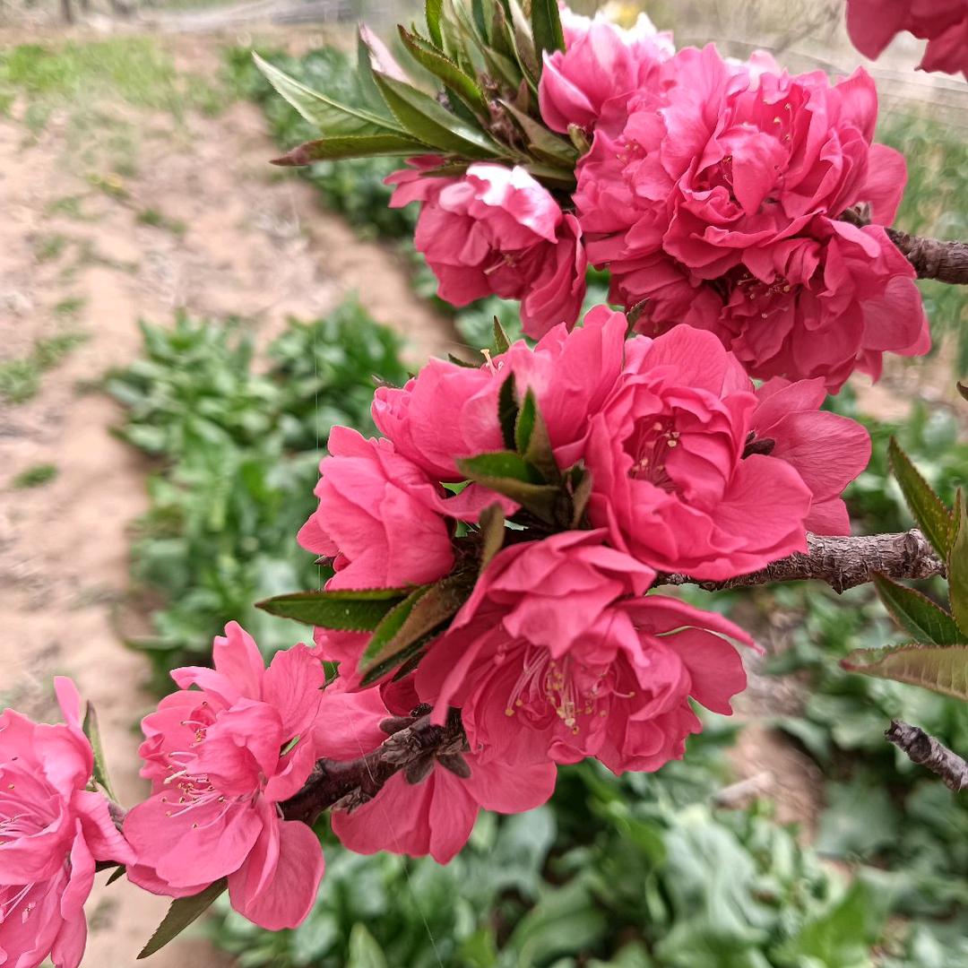 桃李
