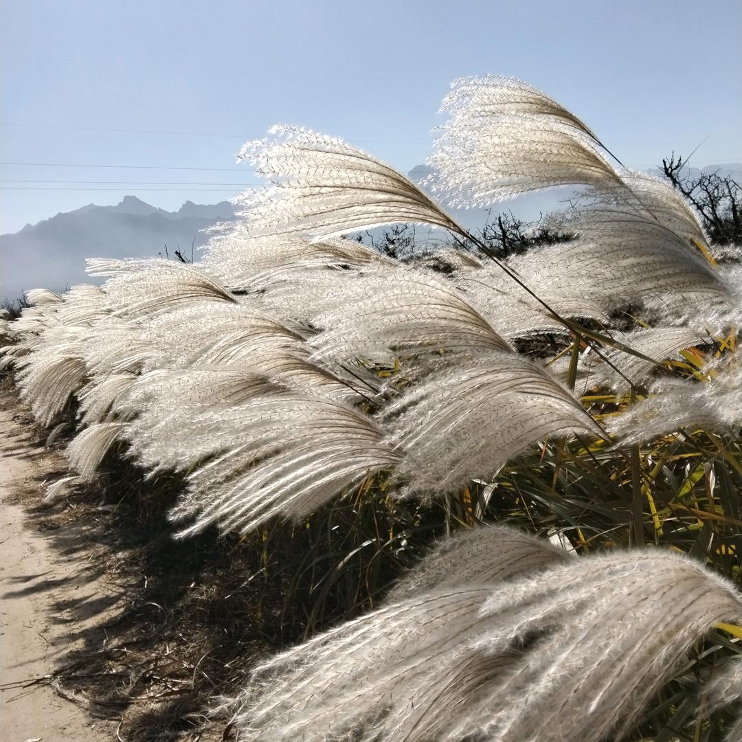 浅草