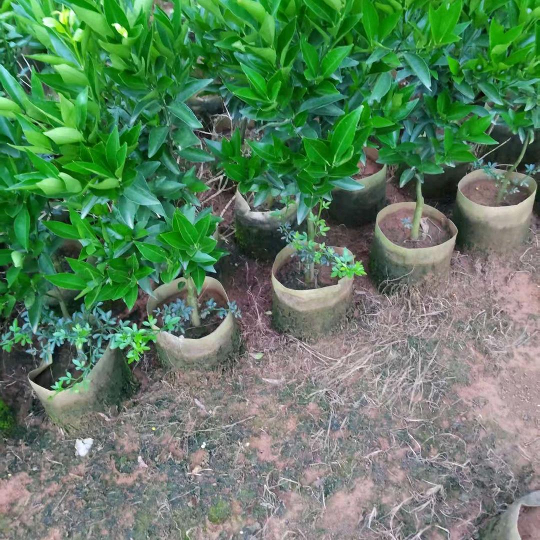 桂林柑橘苗木