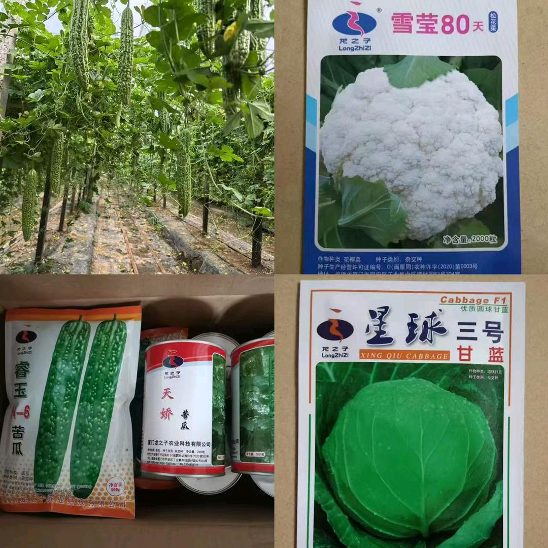 龙之子种业小代