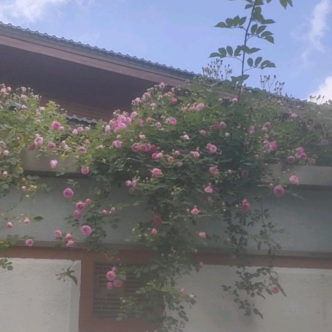 用户1620444707009