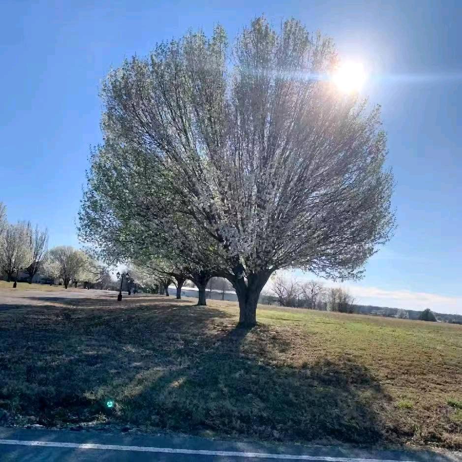 淡淡的生活，静静过！