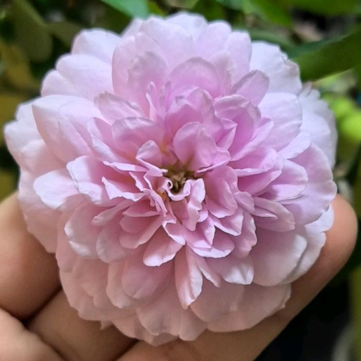 小小的花园日记