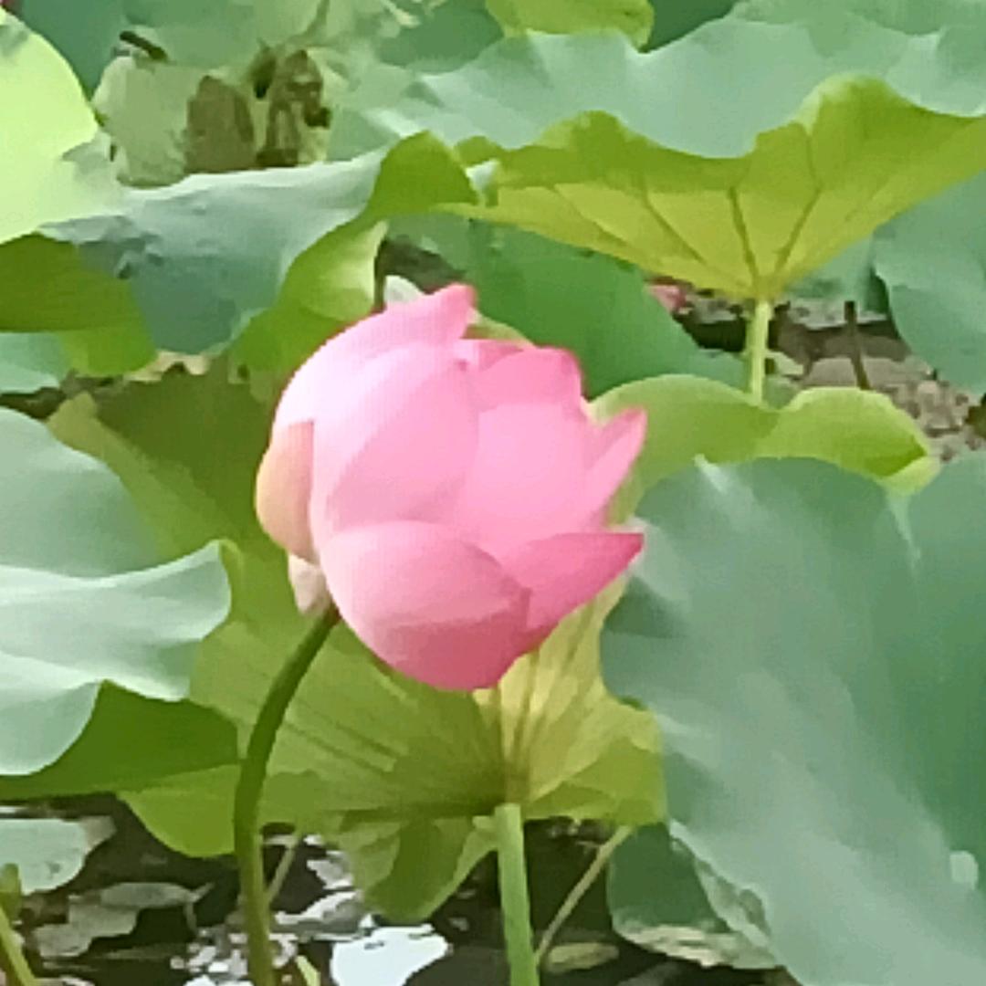 下辈子不来了