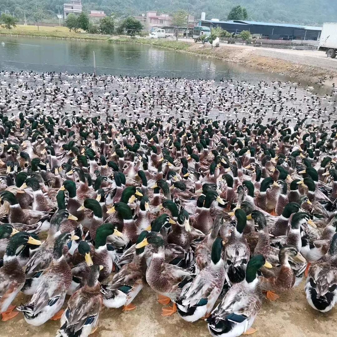 清远品牌泉水鸭