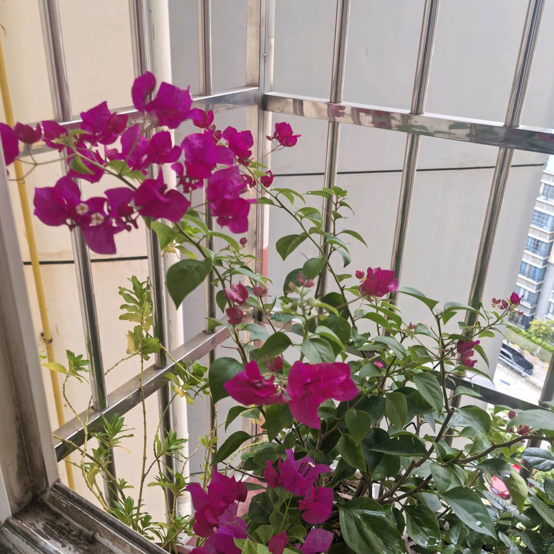 听雨🌺