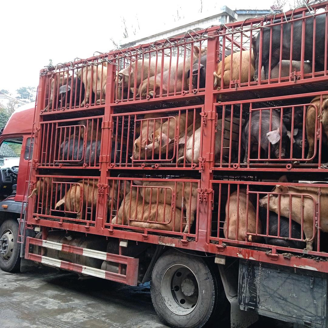 虎年哥专业收猪