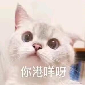 元气小咪