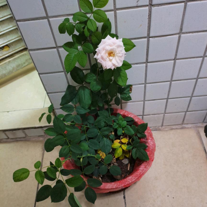 幸福的一家人