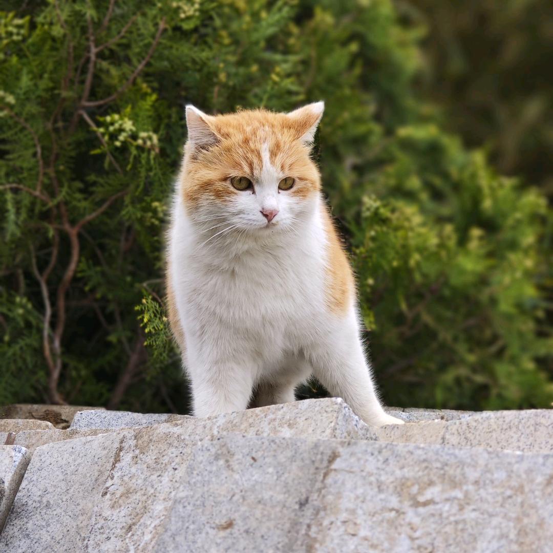 河南师大动物档案馆（禁猫条）