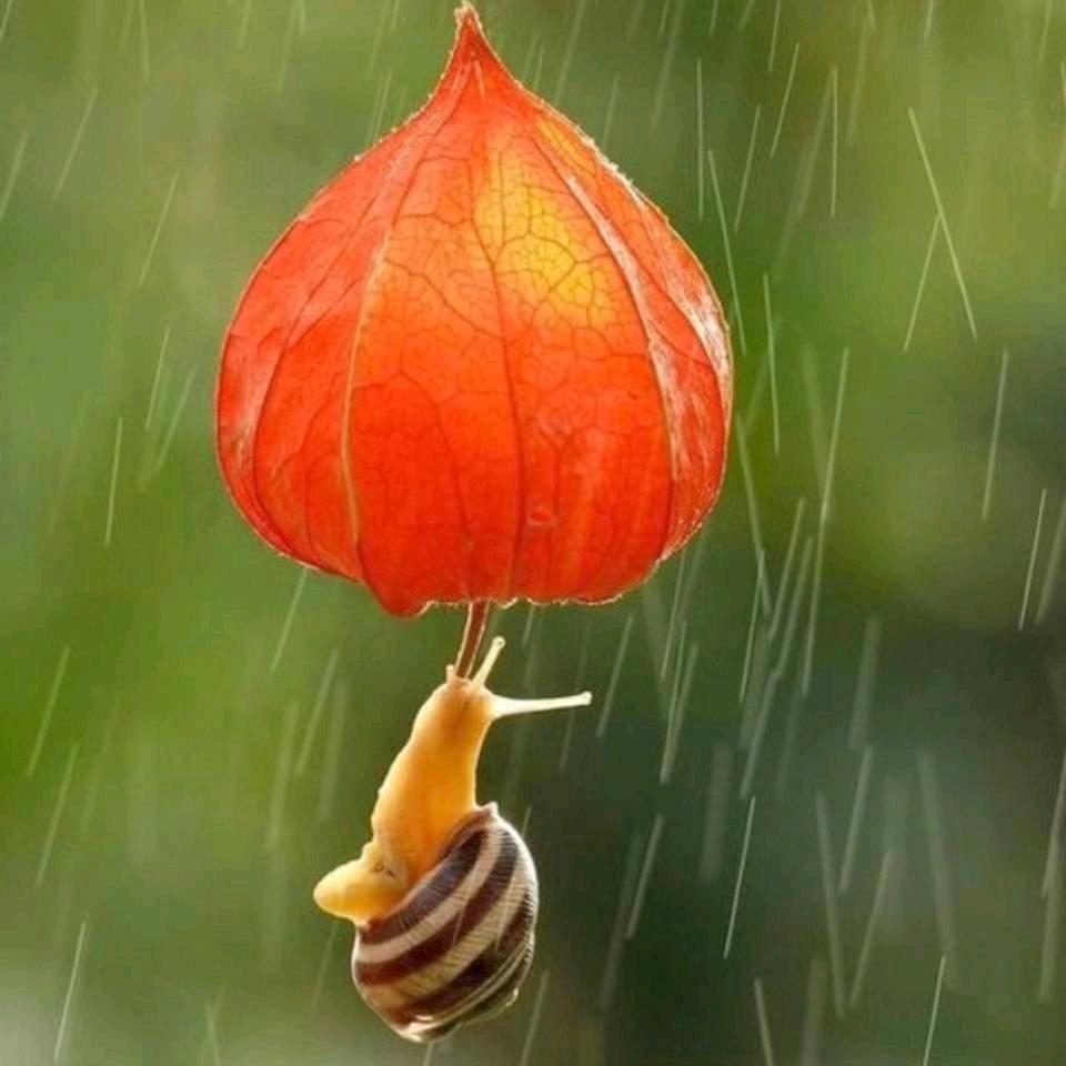 帅蜗牛