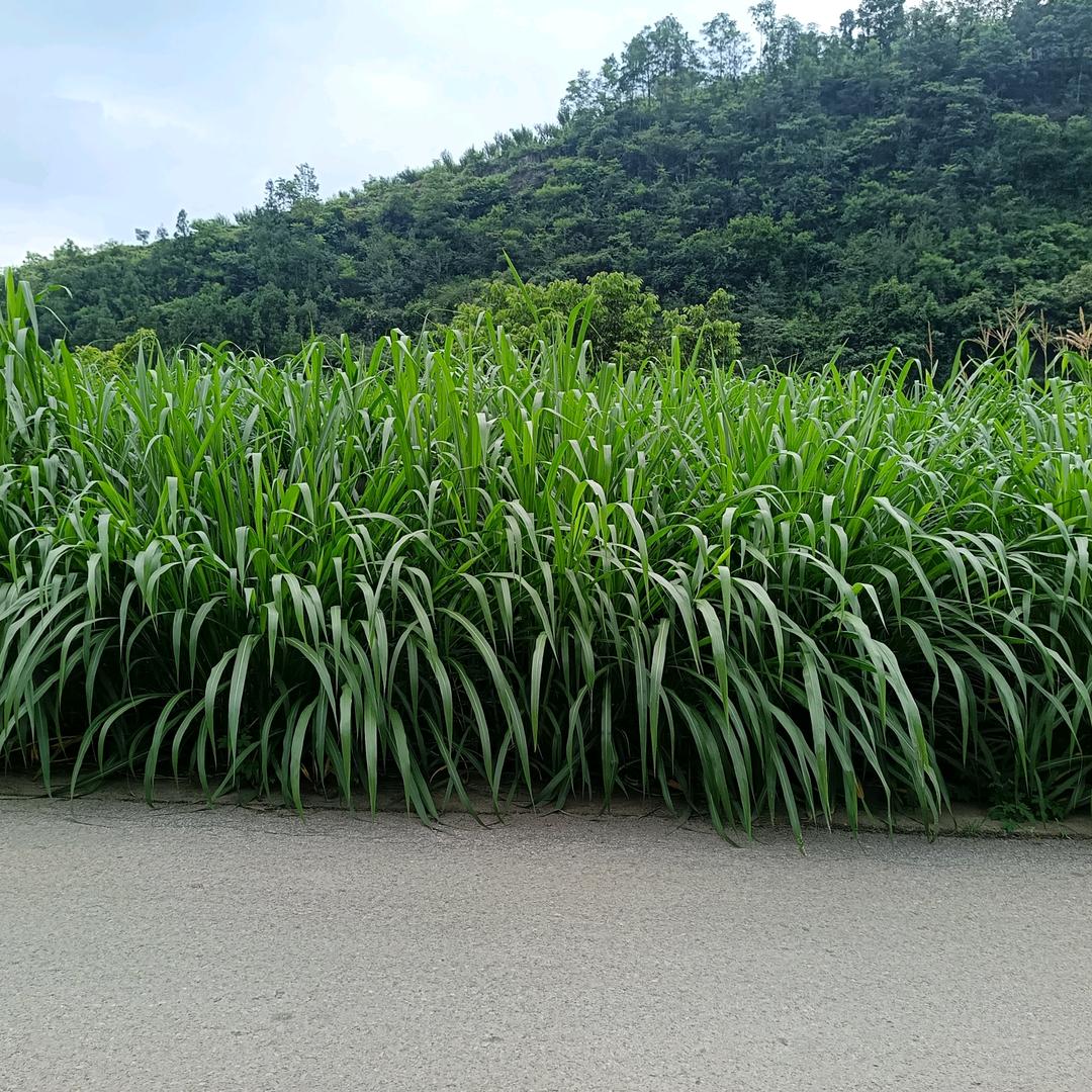 兔小子