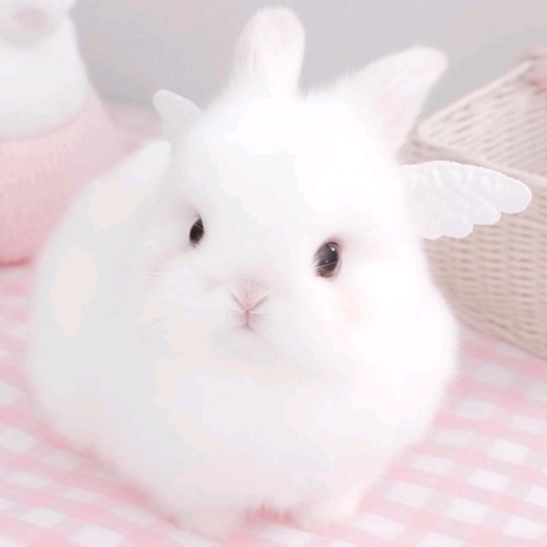 芝士食物