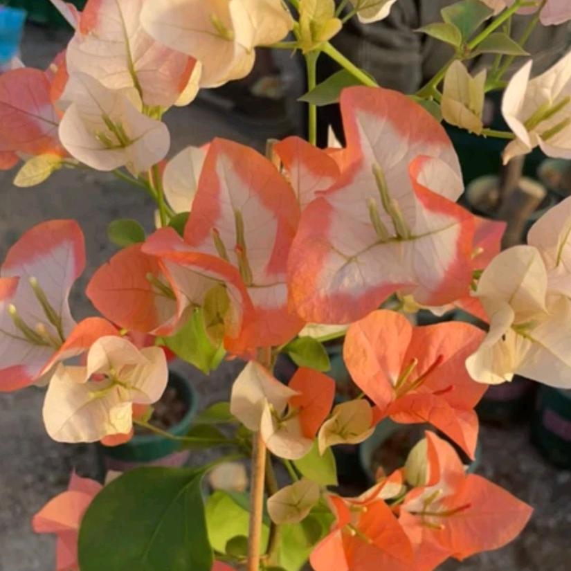 闽漳三角梅园艺