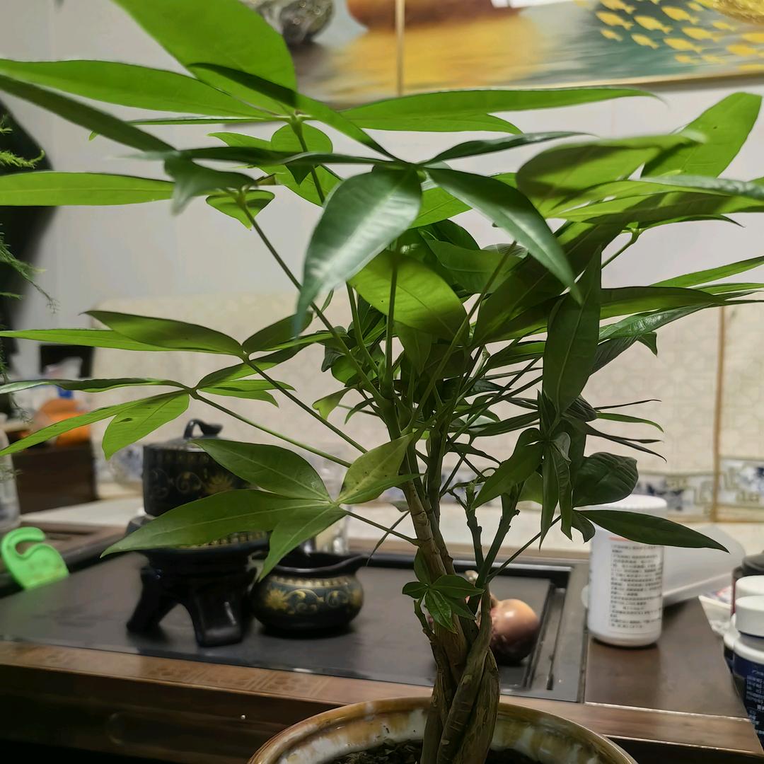 顺顺顺