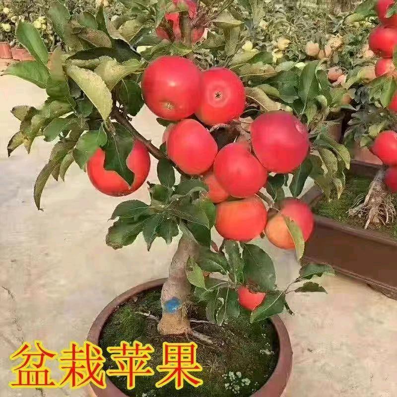 冰茜翰果树苗木专卖店