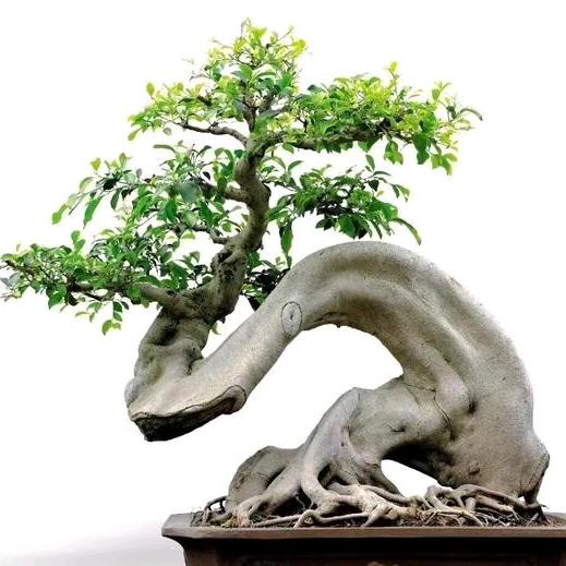 不同频，别打扰！（盆景随缘)