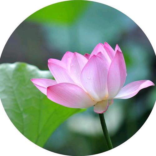 萍水相蓬