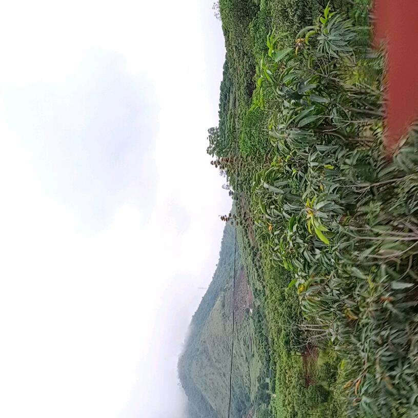 【灿烂的阳光】