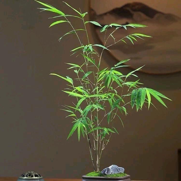 琴竹缘花卉