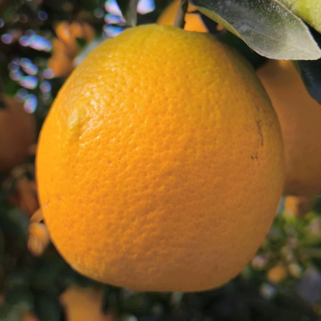 诗外橙园生鲜（赣南脐橙）