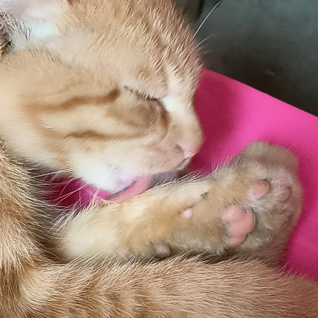 广式双马尾到处爬