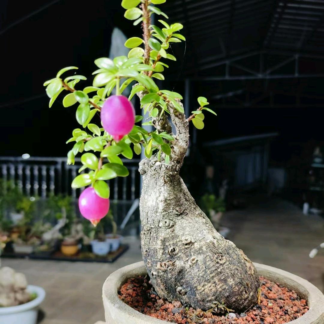 大西帝国盆景店