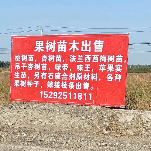 阿克苏本地苗木小明