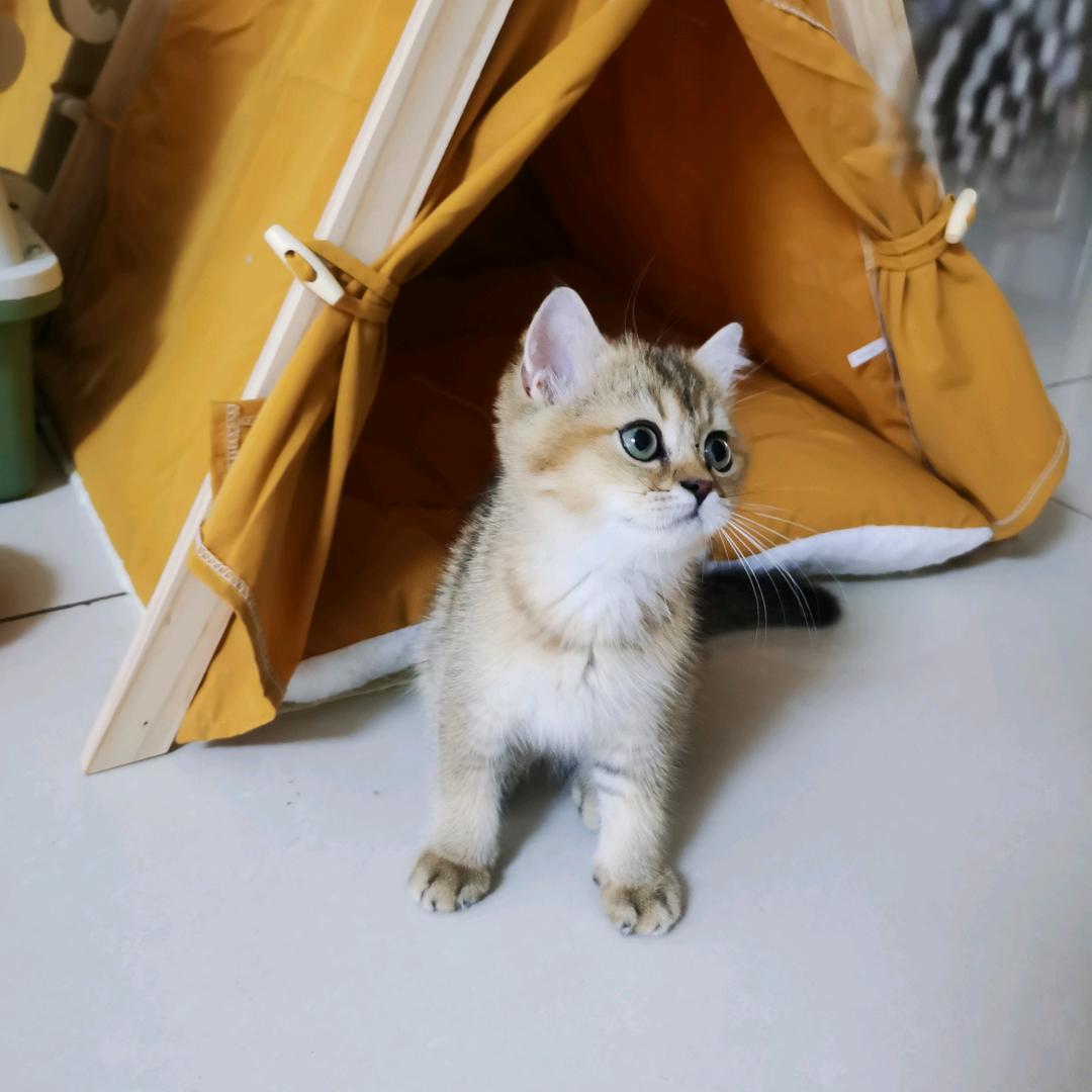 途游涛哥