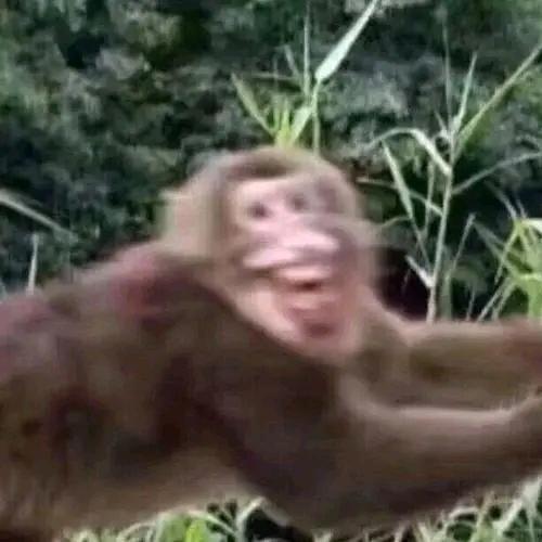 满山猴子我腚最红🌸