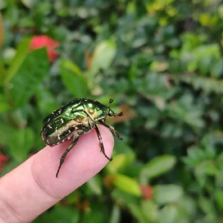 美艺工艺品摆件