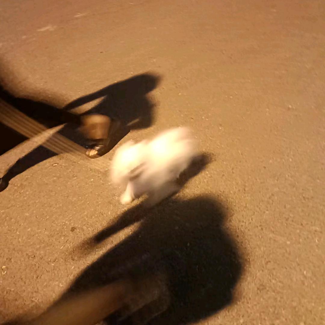 去它喵喵的鸽子炒人生（吃啥呢给我掰点）