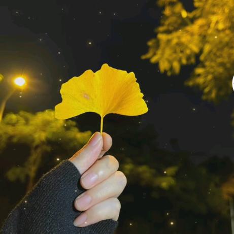 小洋芋