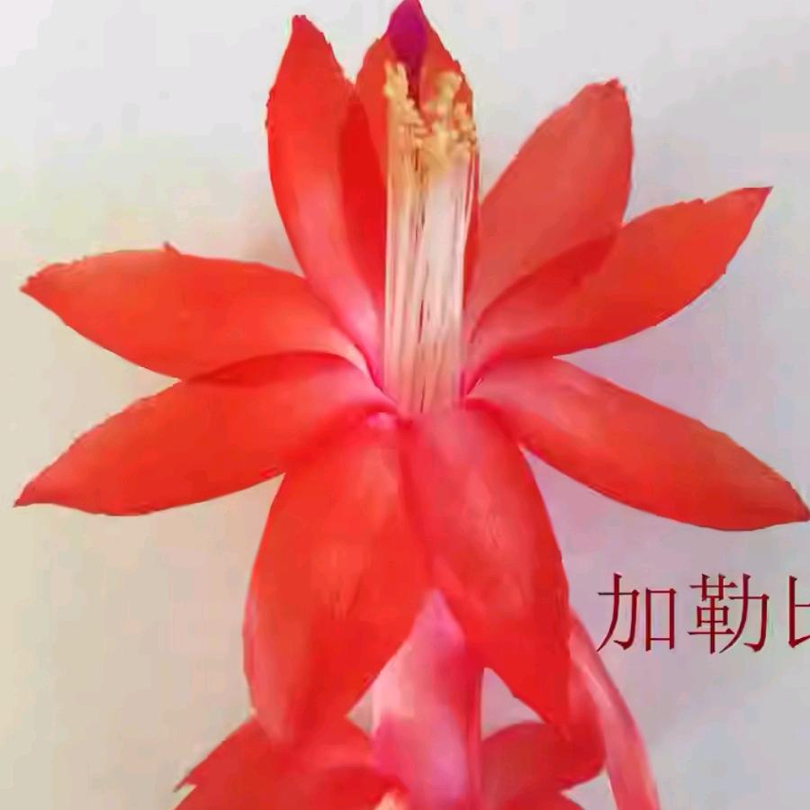 润绿蟹爪兰