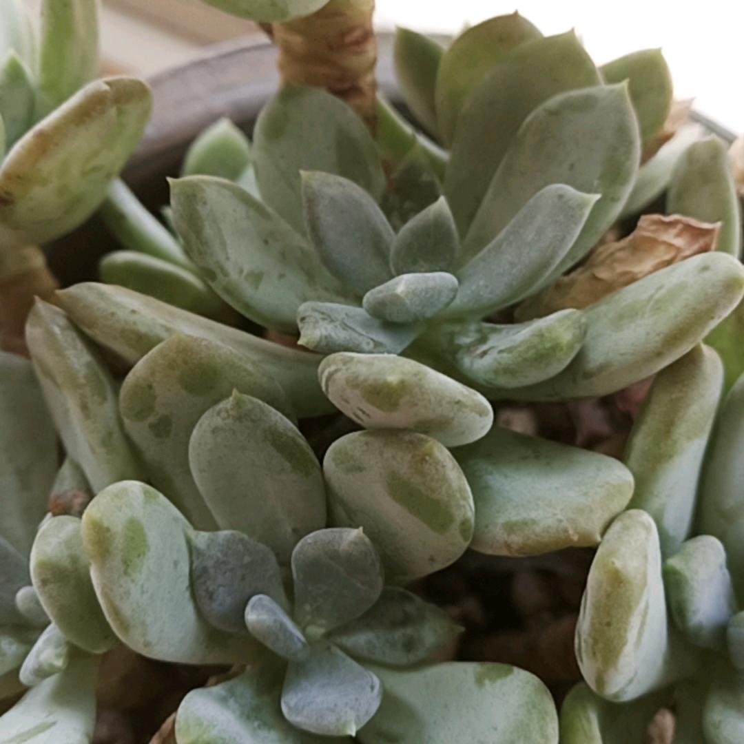 星辰🤙澳料