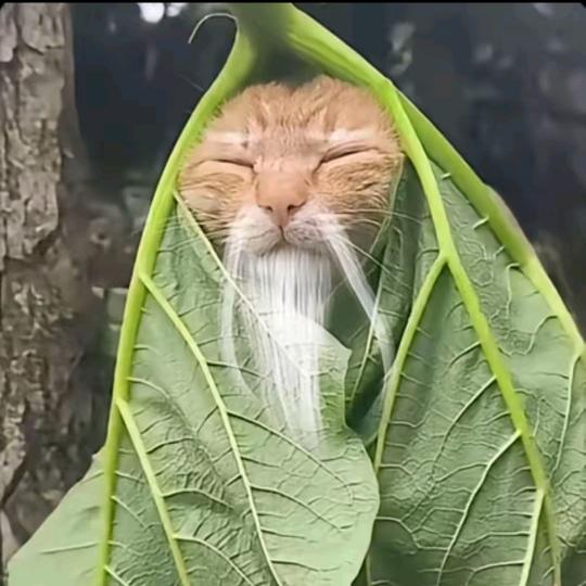 书丿Ⅰ丨