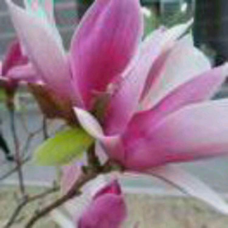 家和万世兴 秦姐